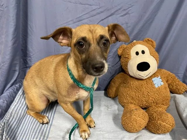 A young small-sized female Chihuahua dog named Guapo for adoption in Modesto, CA