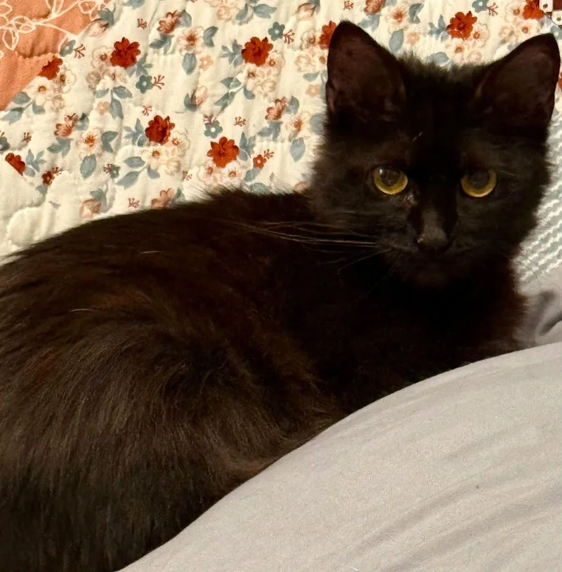 An adult medium-sized female Black Domestic Medium Hair cat named Biscotti for adoption in Bolivia, NC