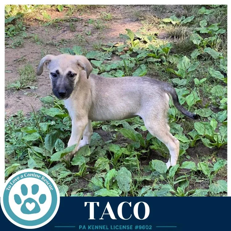 A baby medium-sized male Brown / Chocolate Shepherd dog named Taco for adoption in Kimberton, PA