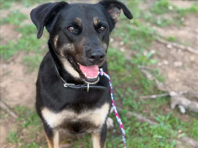 An adult extra large-sized female German Shepherd Dog dog named Leanne for adoption in Tulsa, OK
