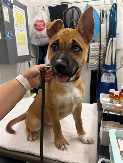 A young small-sized female Belgian Shepherd / Malinois dog named Celeste for adoption in Alameda, CA