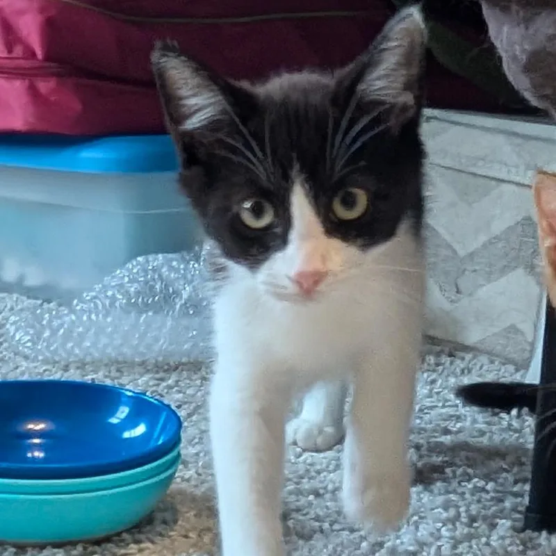 A baby small-sized male Black Domestic Short Hair cat named Rocket Raccoon for adoption in Raleigh, NC