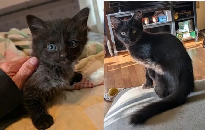 A baby small-sized male Domestic Long Hair cat named Poe for adoption in Hagerstown, MD