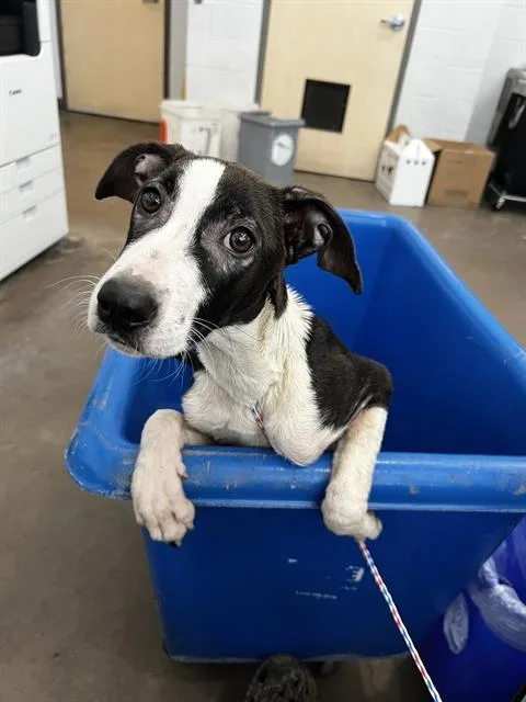 A baby large-sized female Mixed Breed dog named Raven for adoption in Dallas, TX