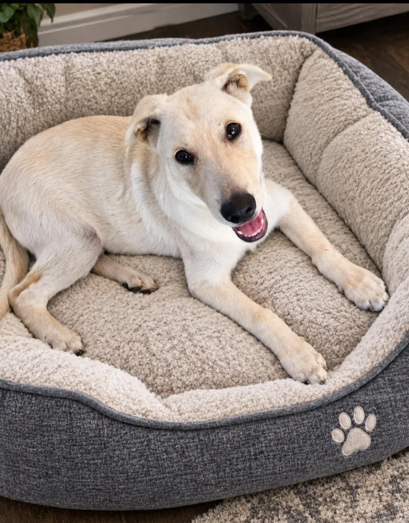 A baby small-sized male White / Cream Yellow Labrador Retriever dog named Cody for adoption in Woodland Hills, CA
