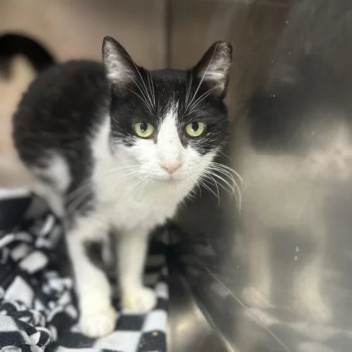 A senior medium-sized female Domestic Medium Hair cat named Thalia Coop for adoption in Tipp City, OH
