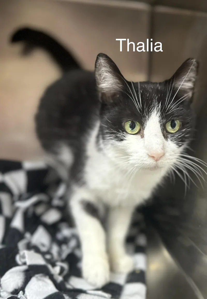 Thalia Coop thumbnail 2