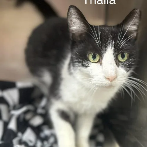 Thalia Coop thumbnail 4