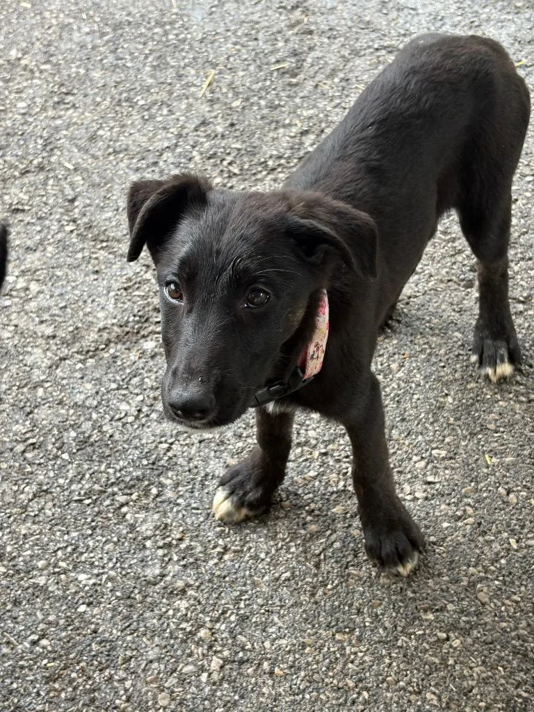 A baby medium-sized female German Shepherd Dog dog named Pink Flowers for adoption in Russellville, KY