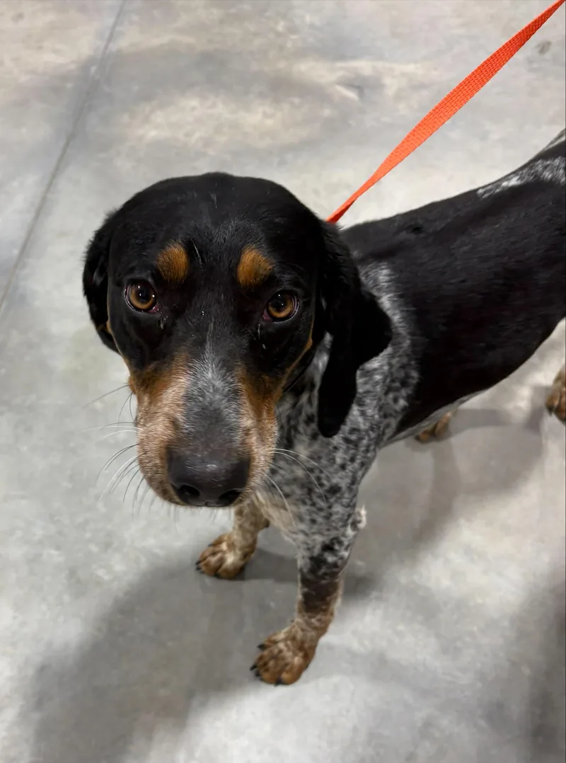 An adult medium-sized female Merle (Blue) Bluetick Coonhound dog named Lady Bee for adoption in Billings, MT