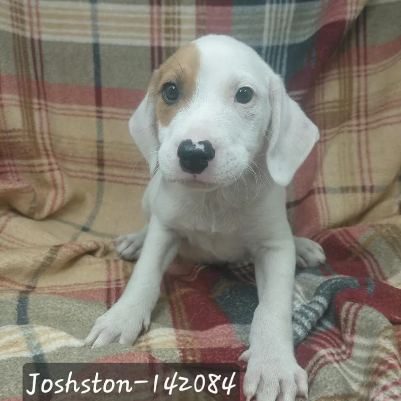A baby small-sized male Hound dog named Joshston for adoption in New Tazewell, TN