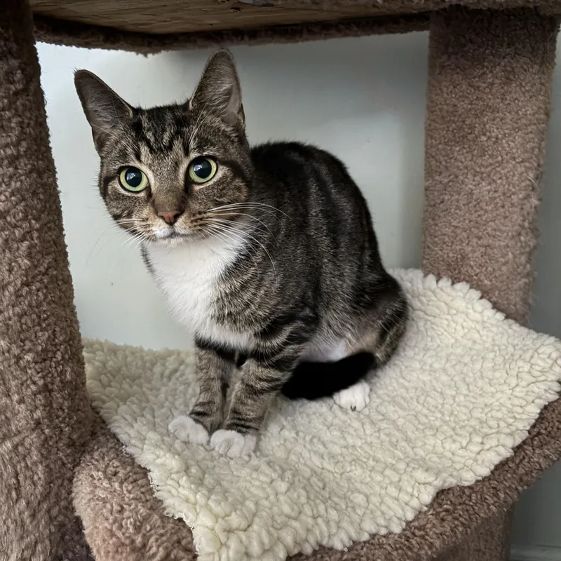 A young medium-sized female Tabby (Gray / Blue / Silver) Tabby cat named Serena for adoption in Churchville, PA