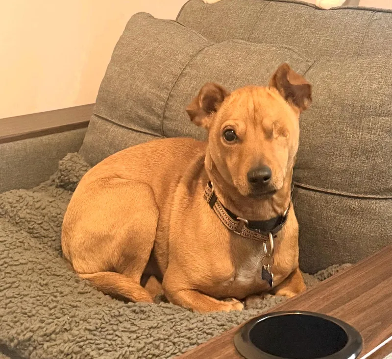 Rufus