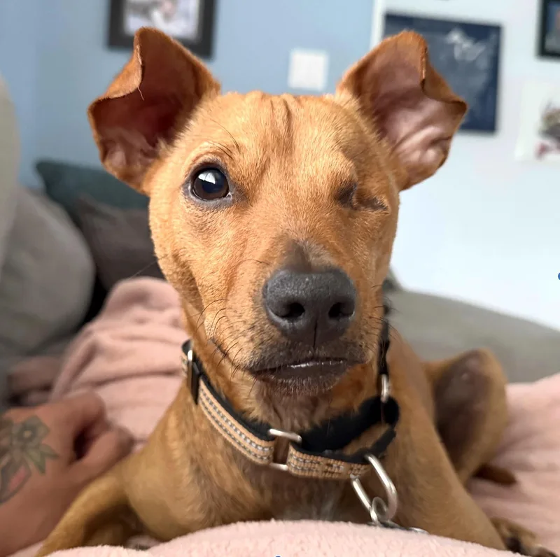 Rufus thumbnail 3