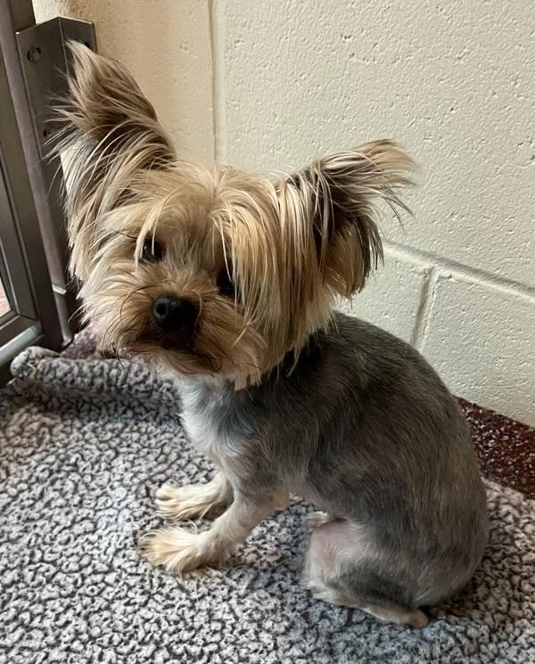 An adult small-sized female Yorkshire Terrier dog named Jenny for adoption in Stratham, NH