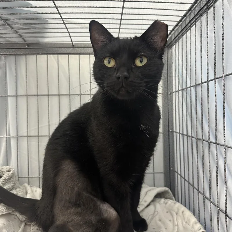 Cressida thumbnail 2