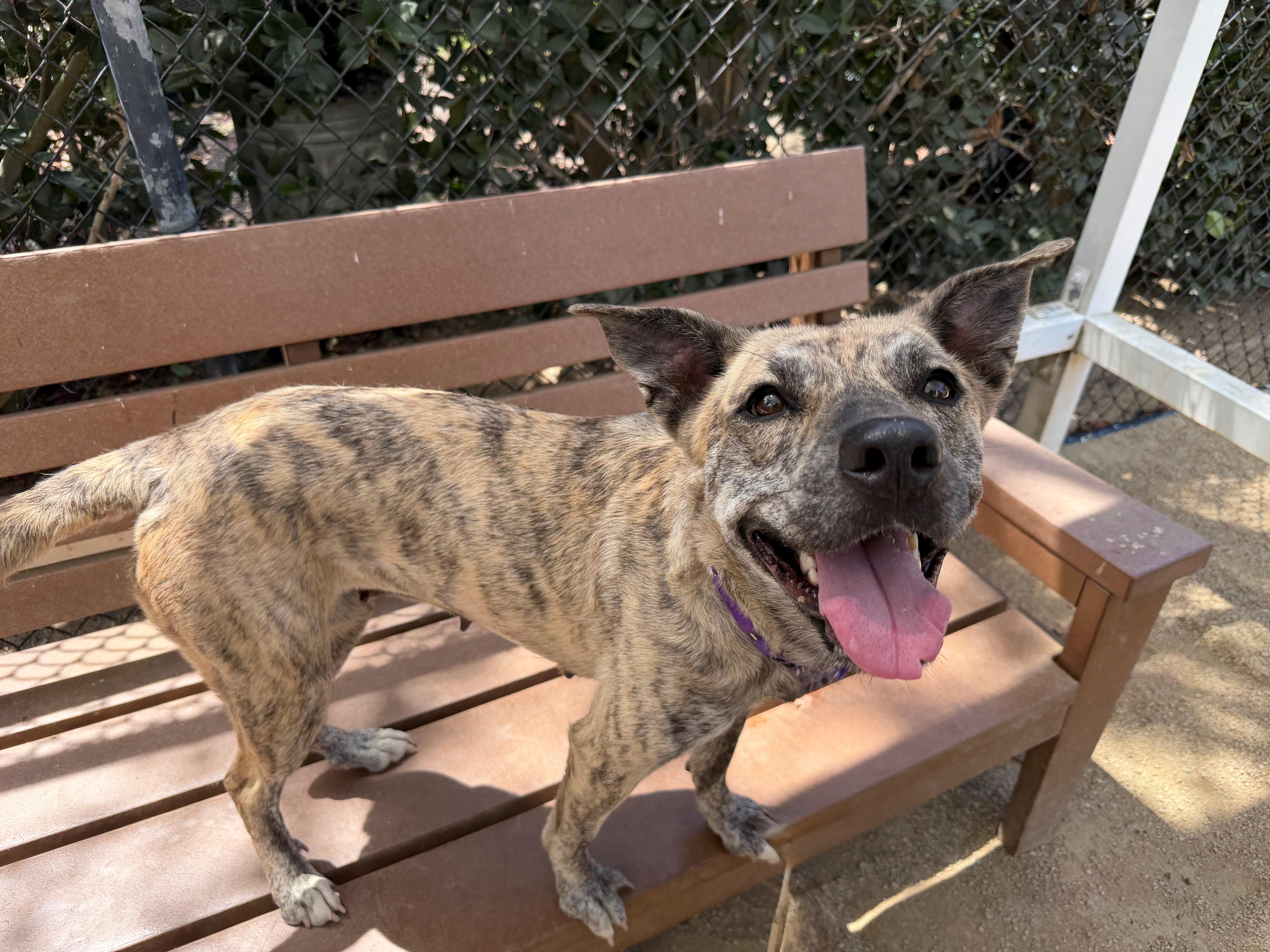 An adult medium-sized female Brindle Pit Bull Terrier dog named Stormy for adoption in Mission Viejo, CA