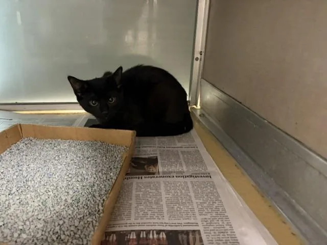 A baby medium-sized female Domestic Short Hair cat named A for adoption in Pasadena, TX