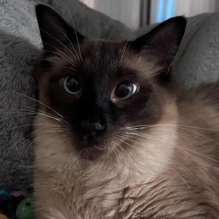 An adult medium-sized male Brown / Chocolate Siamese cat named Arlo for adoption in Allegan, MI
