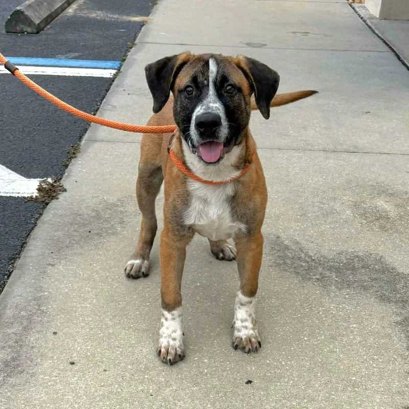 A young medium-sized male Brown / Chocolate Mixed Breed dog named Gumdrop for adoption in Englewood, FL