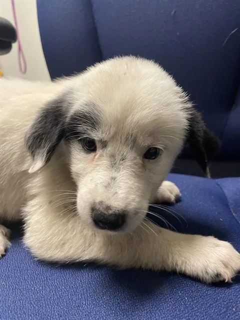 A baby large-sized female Great Pyrenees dog named Willow A for adoption in Plano, TX