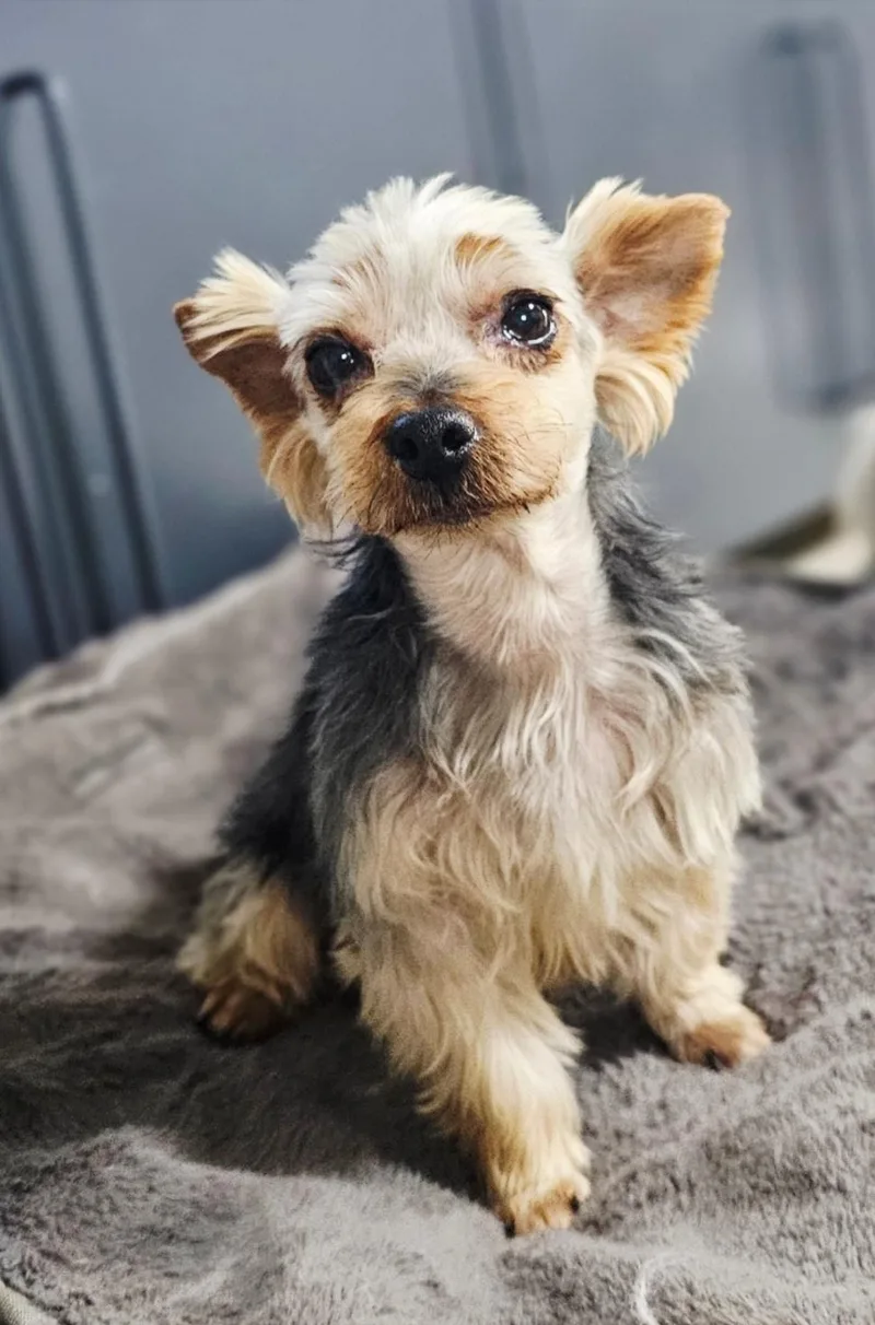 An adult small-sized male Golden Silky Terrier dog named Mumu" for adoption in Springfield, VA