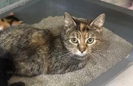 A young medium-sized female Domestic Short Hair cat named Westy for adoption in South Bend, IN