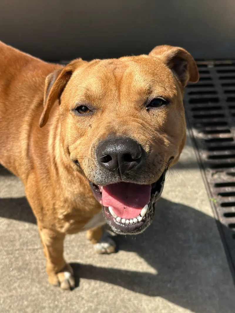 An adult medium-sized male Yellow / Tan / Blond / Fawn Pit Bull Terrier dog named Corderouy for adoption in Chicago, IL