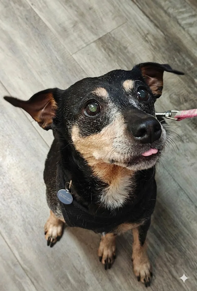 A senior small-sized female Miniature Pinscher dog named Lemon for adoption in Wilmington, NC