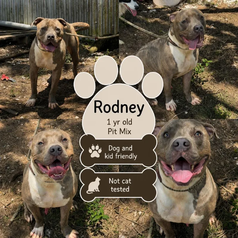 Rodney thumbnail 2