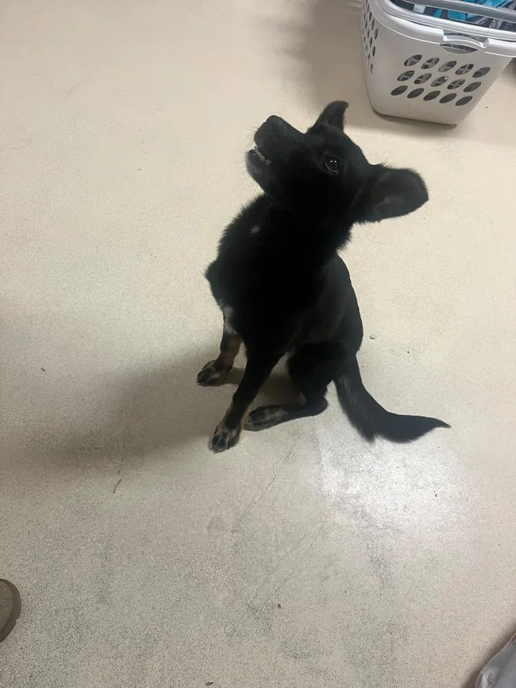 A baby medium-sized female Mixed Breed dog named Chicken Wing for adoption in Kalamazoo, MI