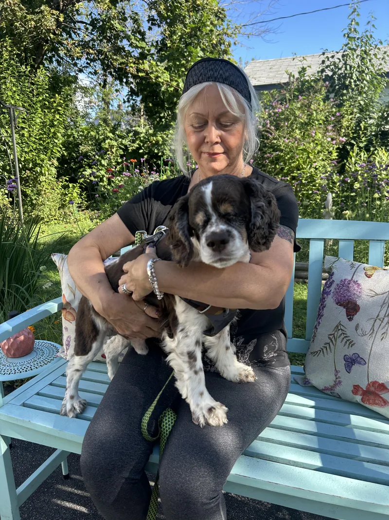 A senior small-sized male Tricolor (Brown, Black, & White) Cocker Spaniel dog named Junior for adoption in Buffalo, NY
