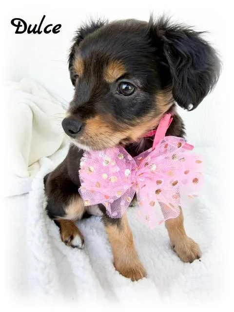 A baby small-sized female Black Australian Shepherd dog named Dulce for adoption in Tulsa, OK