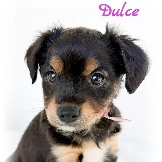 Dulce thumbnail 2