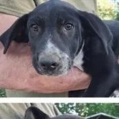 A baby medium-sized male Black Australian Cattle Dog / Blue Heeler dog named Jerry for adoption in Clearwater, FL