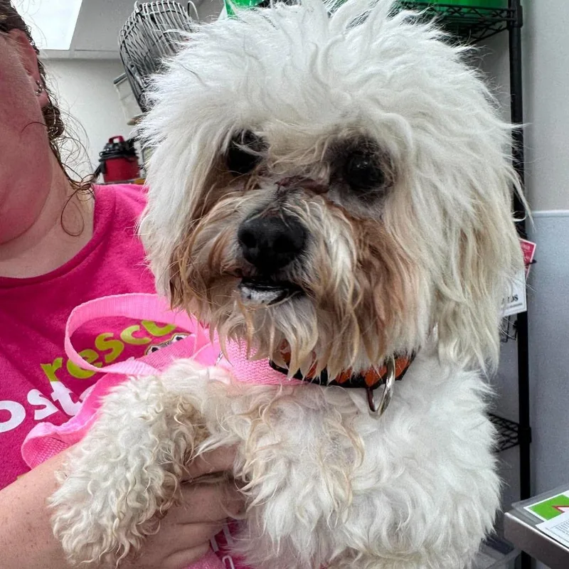 An adult small-sized male White / Cream Mixed Breed dog named Lumi for adoption in Fredericksburg, VA
