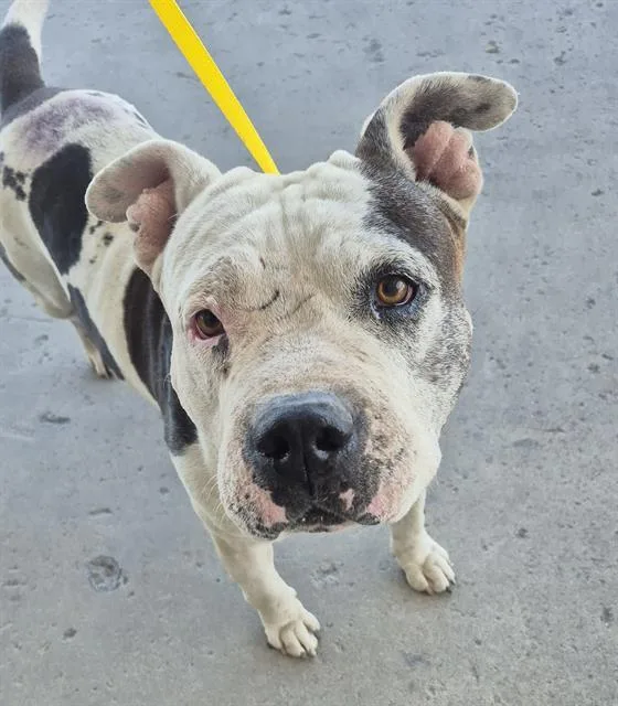 An adult medium-sized male Black Pit Bull Terrier dog named Hazel Urgent And for adoption in Thousand Oaks, CA