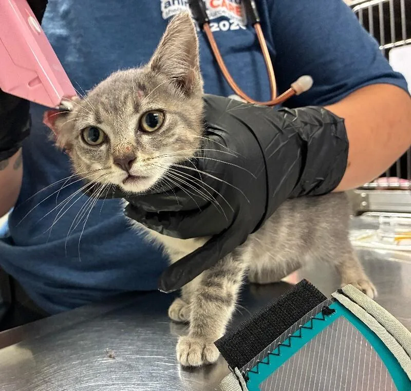 A young small-sized female Gray / Blue / Silver Domestic Short Hair cat named Cent for adoption in Cincinnati, OH