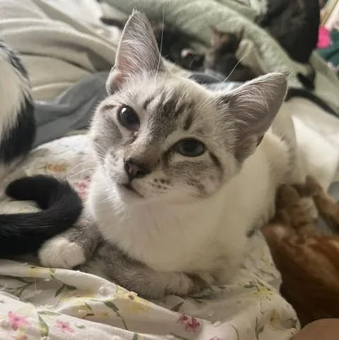 A baby medium-sized female Siamese cat named Mystique for adoption in Los Angeles, CA