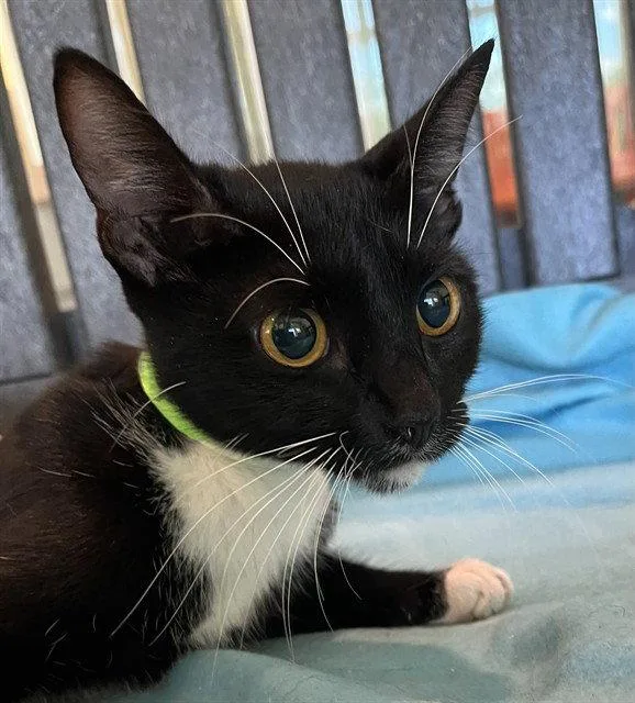 An adult medium-sized female Domestic Short Hair cat named Nina for adoption in Tavares, FL