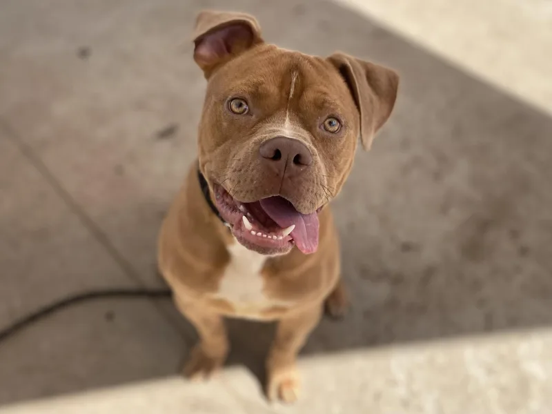 An adult medium-sized male Pit Bull Terrier dog named Goldie for adoption in Los Angeles, CA