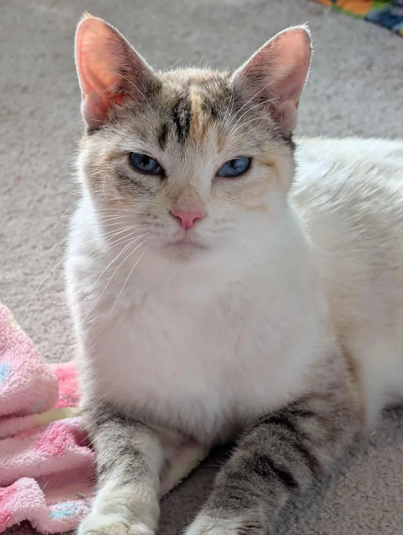 A young medium-sized female Buff & White Siamese cat named Bianca for adoption in Rochester, WA