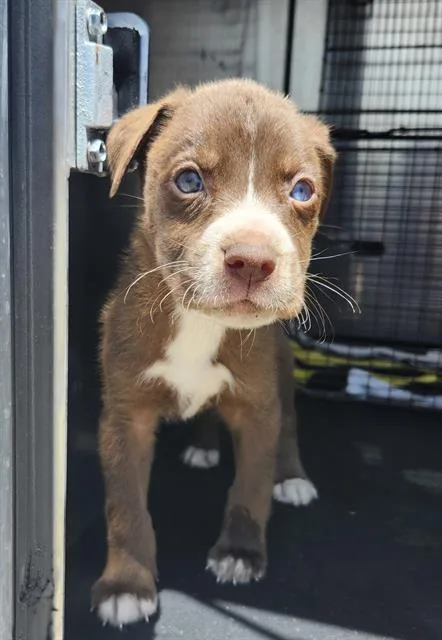 A baby small-sized male American Staffordshire Terrier dog named Maple for adoption in San Antonio, TX