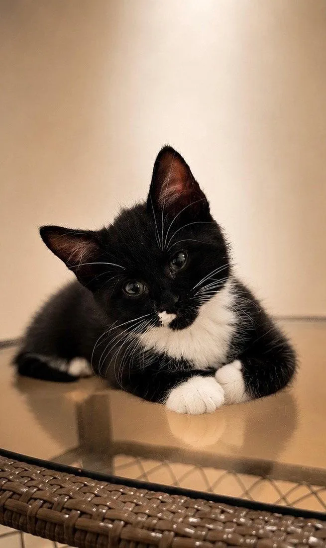 A baby medium-sized male Domestic Medium Hair cat named Puddin' for adoption in Cuyahoga Falls, OH