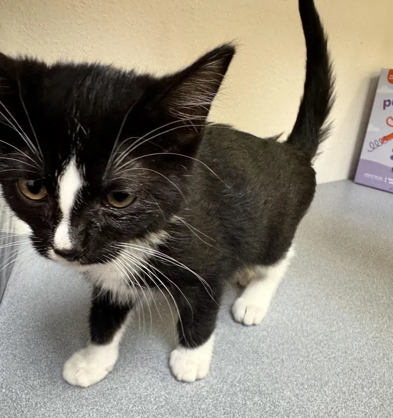 A baby medium-sized female Black & White / Tuxedo Domestic Short Hair cat named Mouse for adoption in Pocatello, ID