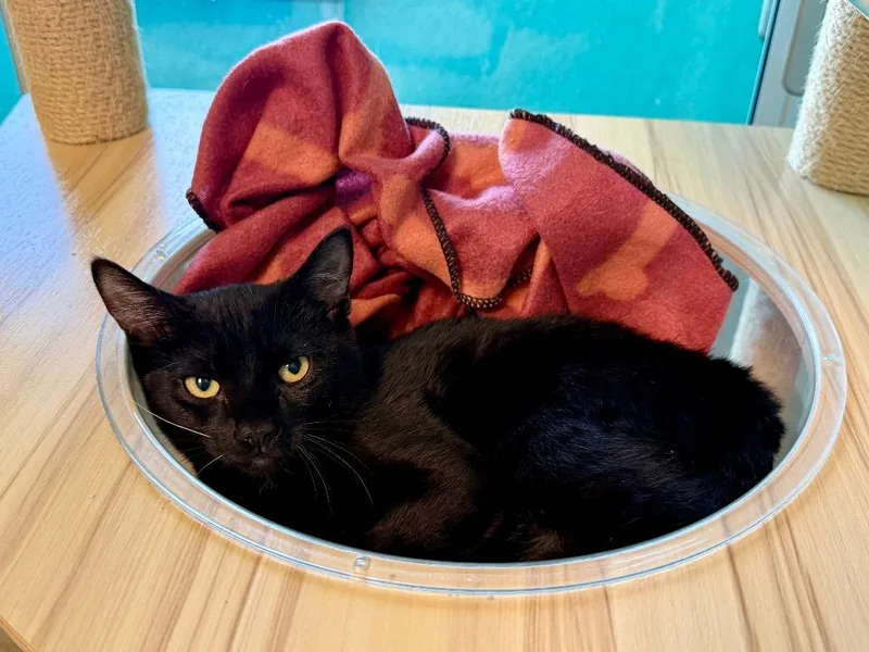 A baby small-sized female Domestic Short Hair cat named Morgan for adoption in Cape Coral, FL