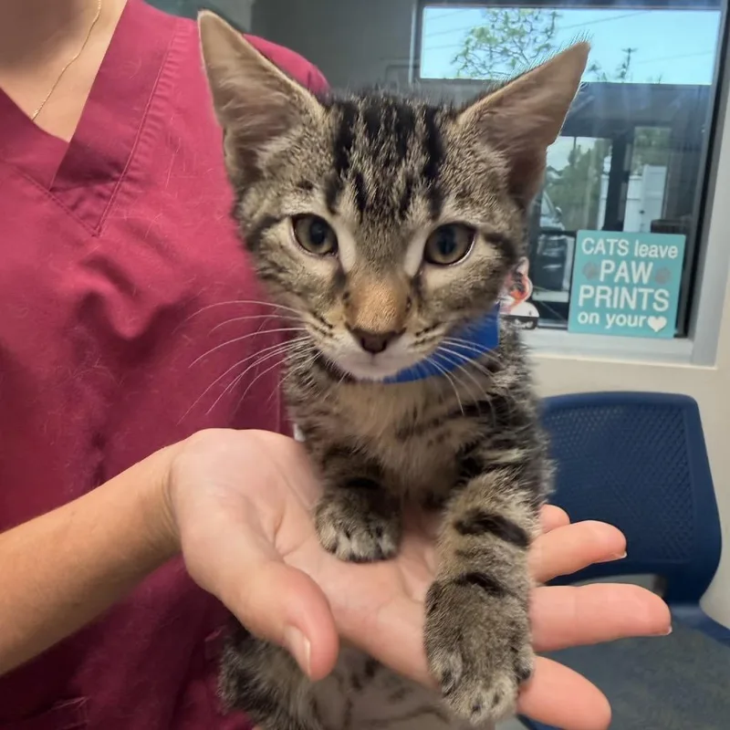 A baby small-sized male Gray / Blue / Silver Domestic Short Hair cat named Lennox for adoption in Englewood, FL