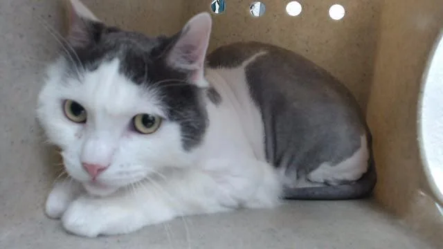 An adult medium-sized male Domestic Short Hair cat named Teddy for adoption in Downey, CA