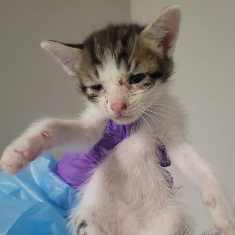 A baby small-sized female White Domestic Short Hair cat named Italian Cities___ for adoption in Westminster, CA