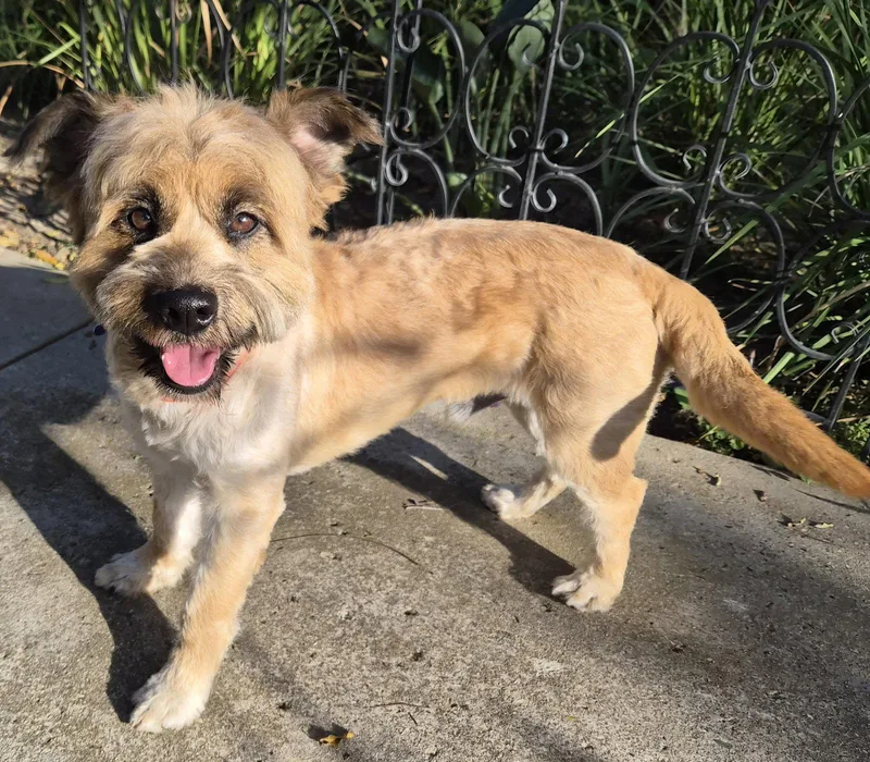 A young medium-sized male Wheaten Terrier dog named Jasper for adoption in Los Angeles, CA